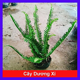 Cây Dương Xỉ - cây cảnh để bàn + tặng phân bón cho cây