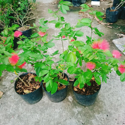 Cây Điệp Lào - cây cảnh đẹp + tặng phân bón cho cây