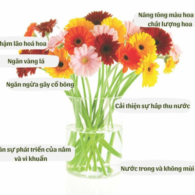 Dưỡng Hoa Lâu tàn nhập khẩu Israel (Combo 50 gói), Hiêu Longlife