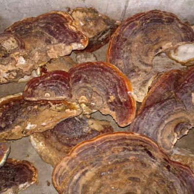 Đặc Sản Kon Tum - Nấm Hồng Chi (Linh Chi Rừng) Việt Nam Hỗ Trợ Hạn Chế U Khối Ác Tính (1Kg) - OCOP 3 Sao