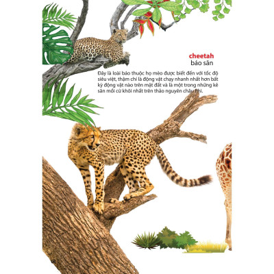Sách - Thế Giới Động Vật Ở Vườn Thú Châu Phi - Chính Thông Book