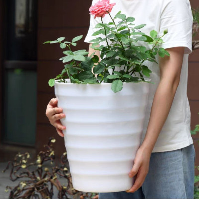 Combo từ 1 đén 2 chậu vòng tròn trồng cây cảnh bằng nhựa ABS bóng cao cấp M 32 cm x C 35cm Màu trắng