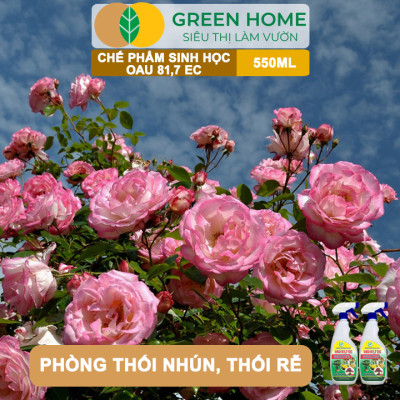 Chế Phẩm Trừ Bệnh Sinh Học OAU 81.7 EC GreenHome, Chai 550Ml, Đặc Trị Và Phòng Ngừa Các Loại Nấm Bệnh Cho Cây Hoa Và Cây Kiểng