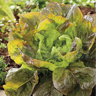 Set 3 Túi Hạt Giống Hữu Cơ Xà Lách Lettuce "Maravilla De Verano" Nhập Khẩu Minigarden Bồ Đào Nha 100% Organic (Túi từ 1.500 - 2.100 hạt) Tỷ lệ nảy mầm cao