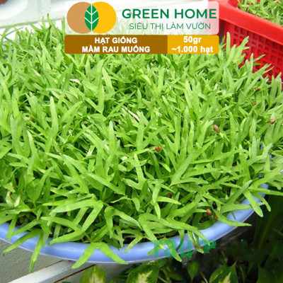 Hạt Giống Mầm Rau Muống Greenhome, Gói 50g~1000 hạt, Dễ Trồng Quanh Năm, Nảy Mầm Cao, Thu Hoạch Nhanh, Năng Suất Cao R14