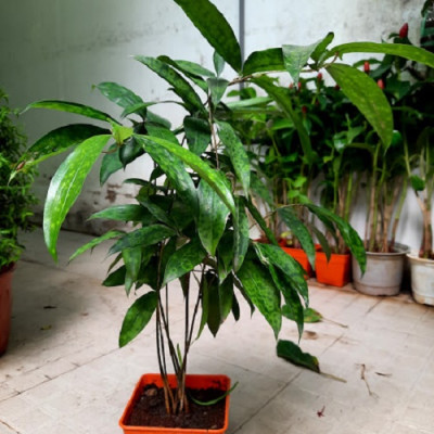 Cây trúc nhật