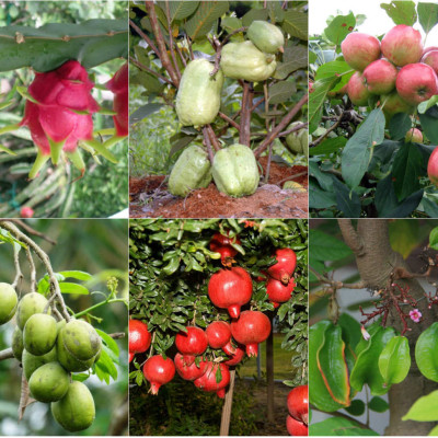 Phân bón hữu cơ sinh học Dịch trùn quế thủy phân - Phân trùn quế BIO 01 kích thích ra rễ và tốt lá (chai 500ml)