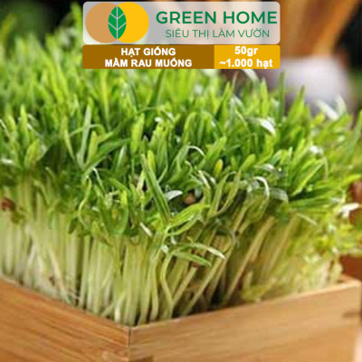 Hạt Giống Mầm Rau Muống Greenhome, Gói 50g~1000 hạt, Dễ Trồng Quanh Năm, Nảy Mầm Cao, Thu Hoạch Nhanh, Năng Suất Cao R14