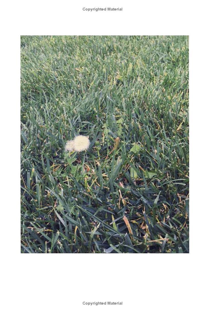 Sách Ngoại Văn - Violet Bent Backwards Over The Grass