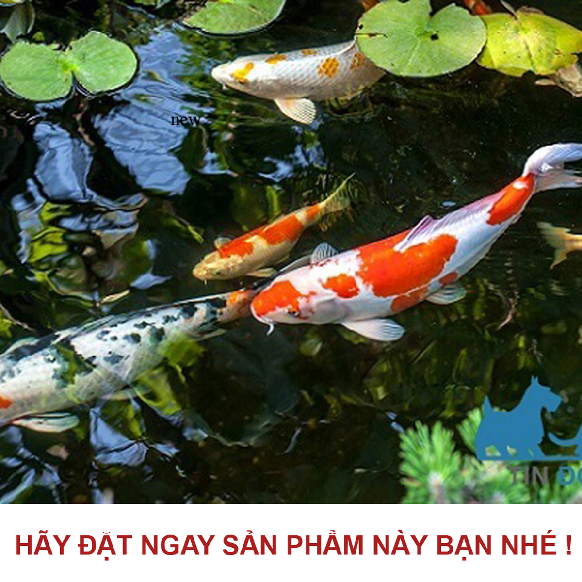 Vi Sinh PSB 100ML hồ cá thế hệ mới: trong nước, bổ sung VITAMIN, ổn định PH cho bể cá, hồ cá cảnh