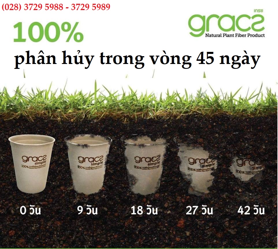 Dĩa giấy bã mía Thái Lan 18cm (50 cái/xấp) - thương hiệu Gracz