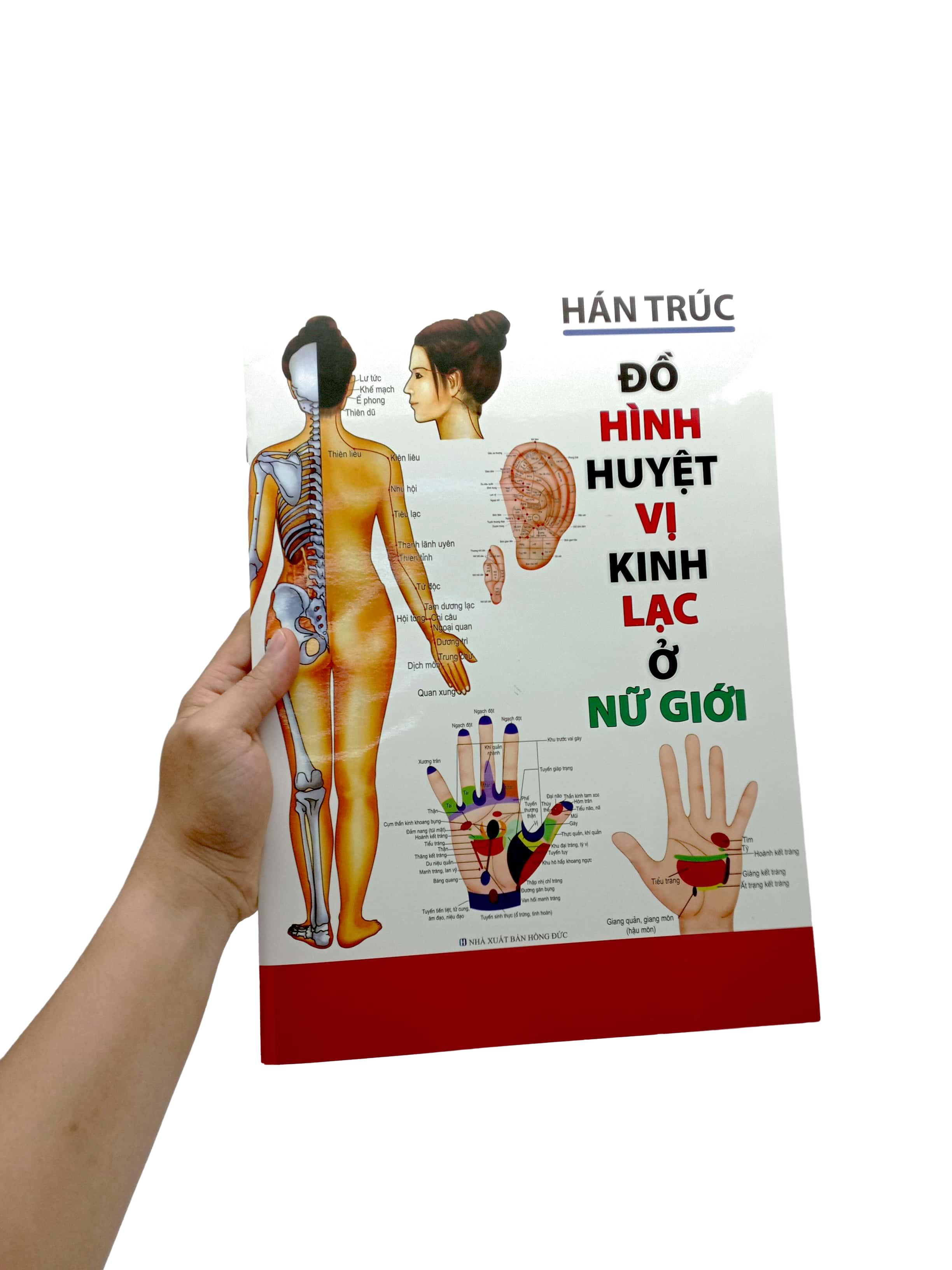 Đồ Hình Huyệt Vị Kinh Lạc Ở Nữ Giới