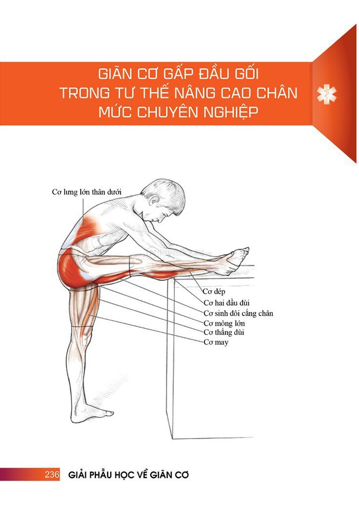 Giải Phẫu Học Về Giãn Cơ -
Giãn Cơ Để Tối Ưu Sức Mạnh Cơ Bắp