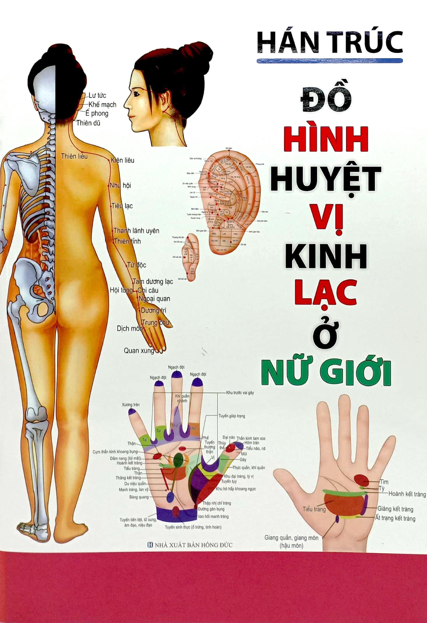 Đồ Hình Huyệt Vị Kinh Lạc Ở Nữ Giới