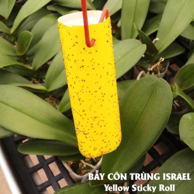 Miếng Dính Vàng Bẫy Côn Trùng Israel (Set 20 miếng 2 mặt keo, kích thước 18cm x 22cm) - Sticky Yellow Roll dùng bẫy các loại Côn Trùng Bay ngây hại rau sạch như Ruồi, Bọ Phấn, Bọ Trĩ, Bướm và côn trùng khác...
