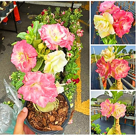 Hạt giống hoa sứ Thái Lan cánh tiên nhiều tầng ghép 3 màu đỏ cam vàng - Bịch 10 hạt – Mã số 2090