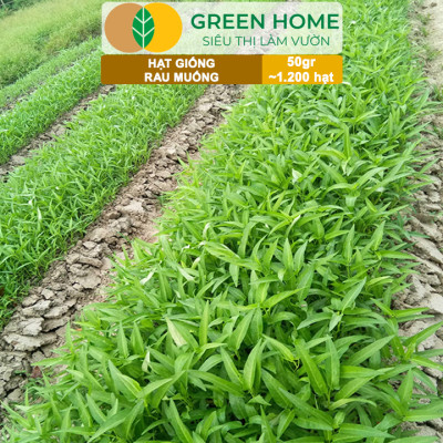 Hạt giống rau Muống cao sản, gói 50g~1200 hạt, dễ trồng, thu hoạch nhanh R09