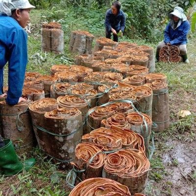 Tinh dầu Quế 50ml nguyên chất từ thiên nhiên, thơm phòng, đuổi muỗi, xông phòng, khử mùi, giải cảm - KingOil