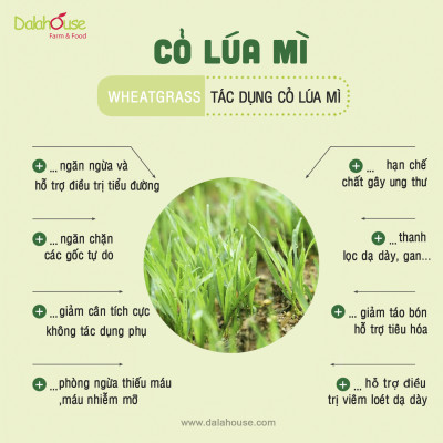 Bột cỏ lúa mì hữu cơ sấy lạnh Dalahouse - Nguyên chất, không đường