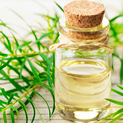 Tinh dầu Tràm Trà Úc (Tea Tree Oil) 50ml nguyên chất 100% từ thiên nhiên - KingOil