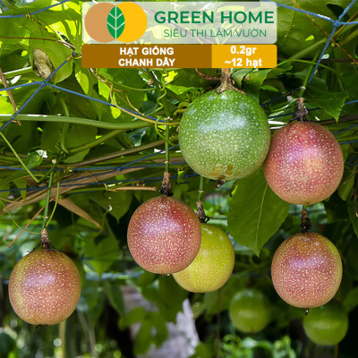 Hạt Giống Chanh dây Greenhome, Gói 0,2g~12 hạt, Dễ Trồng Quanh Năm,Thu Hoạch Nhanh, Năng Suất Cao T21