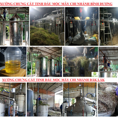 Tinh dầu Bưởi da xanh 50ml Mộc Mây - tinh dầu nguyên chất 100% từ thiên nhiên