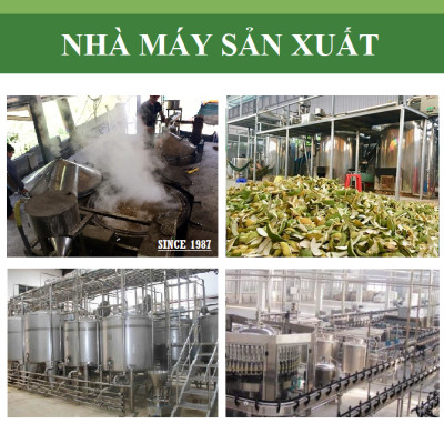 Tinh dầu hương nhu nguyên chất từ thiên nhiên 100% hữu cơ - KingOil