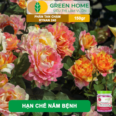 Phân Tan Chậm GreenHome, Rynan 240, Hũ 150gr, Dùng Cho Hoa Hồng Ra Hoa Đều Và Màu Sắc Rực Rỡ