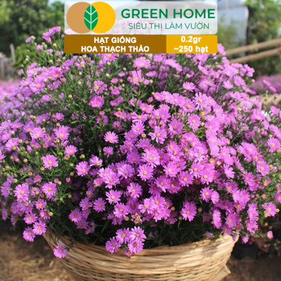 Hạt Giống Hoa Thạch Thảo Greenhome, Gói 0.2gr~250 hạt, Dễ Trồng Quanh Năm, Tỷ Lệ Nảy Mầm Cao H14