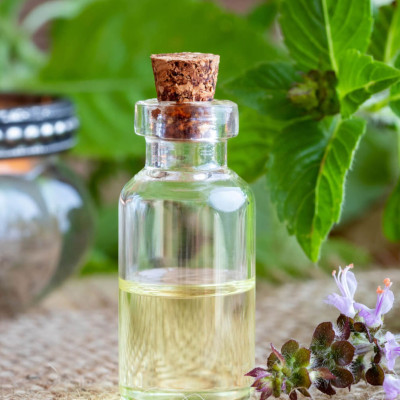 Tinh dầu Hương Nhu 50ml nguyên chất từ thiên nhiên - KingOil