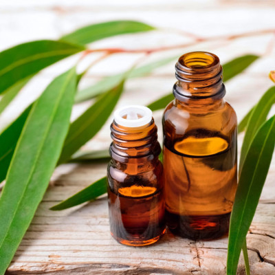 Tinh dầu Khuynh Diệp (bạch đàn) nguyên chất 100% từ thiên nhiên - KingOil