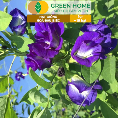 Hạt Giống Hoa Đậu Biếc Greenhome, Gói 1gr~15 hạt, Sai Hoa, Màu Rực Rỡ, Dễ Trồng Quanh Năm, Nảy Mầm Cao H06
