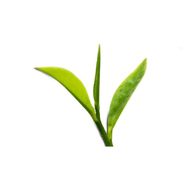Trà tân cương thượng hạng 500 gram