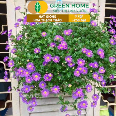 Hạt Giống Hoa Thạch Thảo Greenhome, Gói 0.2gr~250 hạt, Dễ Trồng Quanh Năm, Tỷ Lệ Nảy Mầm Cao H14