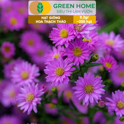 Hạt Giống Hoa Thạch Thảo Greenhome, Gói 0.2gr~250 hạt, Dễ Trồng Quanh Năm, Tỷ Lệ Nảy Mầm Cao H14