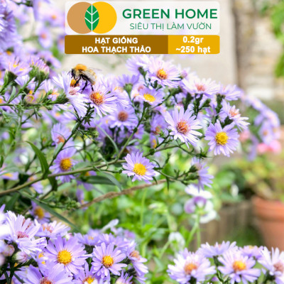 Hạt Giống Hoa Thạch Thảo Greenhome, Gói 0.2gr~250 hạt, Dễ Trồng Quanh Năm, Tỷ Lệ Nảy Mầm Cao H14