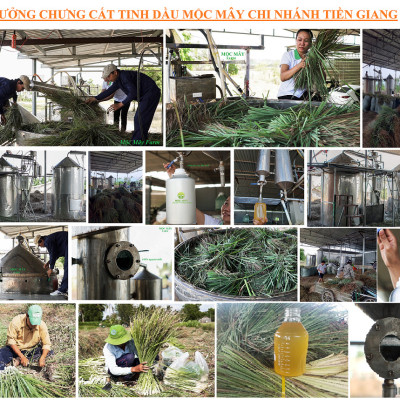Tinh dầu Sả Chanh Organic 10ml Mộc Mây - tinh dầu nguyên chất từ thiên nhiên - chất lượng và mùi hương vượt trội