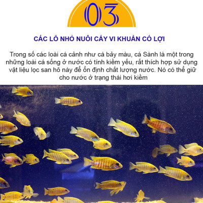 3KG San Hô Vụn vật liệu lọc hồ cá, trang trí bể cá, hồ thủy sinh cao cấp 