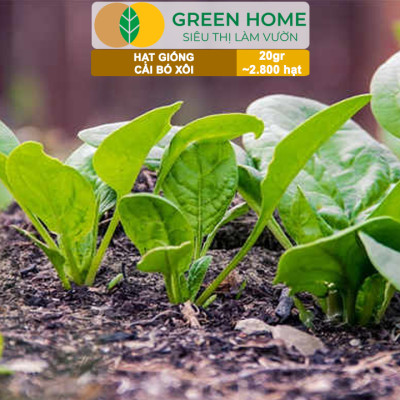 Hạt Giống Rau Cải Bó Xôi GreenHome, Gói 20g~2800 hạt, Dễ Trồng Nảy Mầm Cao, Năng Suất Cao R07