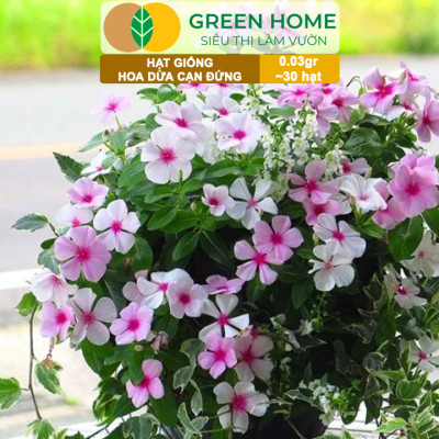 Hạt Giống Hoa Dừa Cạn Greenhome, Gói 0,03gr~30 hạt, Sai Hoa, Màu Rực Rỡ, Dễ Trồng Quanh Năm,Nảy Mầm Cao H09