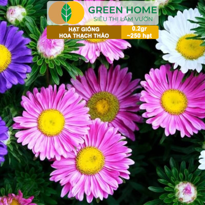Hạt Giống Hoa Thạch Thảo Greenhome, Gói 0.2gr~250 hạt, Dễ Trồng Quanh Năm, Tỷ Lệ Nảy Mầm Cao H14